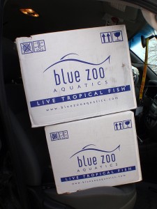 P3310370 Picture of Blue Zoo Aquatics Shipping Boxes