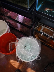 P3310436 No chances taken - Eggcrate covers the acclimation bucket!