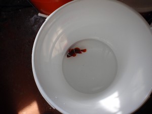 SEASMART collected PNG Maroon Clownfish