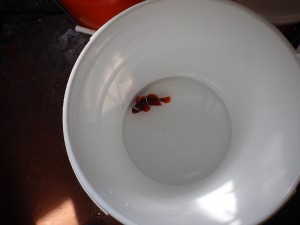 P3310441 SEASMART collected PNG Maroon Clownfish