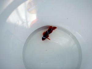 P3310442 SEASMART PNG MAROON CLOWNFISH