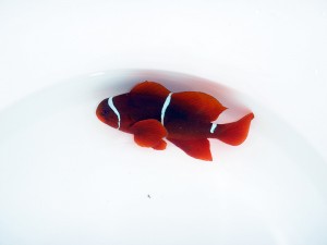 P3310445 SEASMART PAPUA NEW GUINEA MAROON CLOWNFISH PREMNAS BIACULEATUS