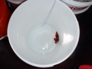 P3310449 Drip acclimation of Premnas biaculeatus