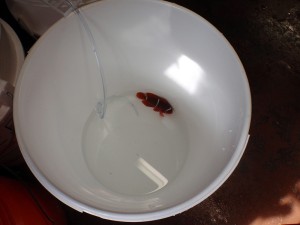 P3310450 Drip acclimating a wild caught PNG Maroon Clownfish