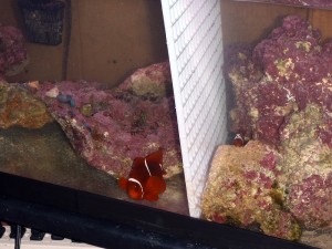 P3310457 Maroon Clownfish in tank