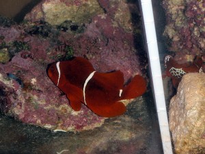 P3310458 PNG Maroon Clownfish
