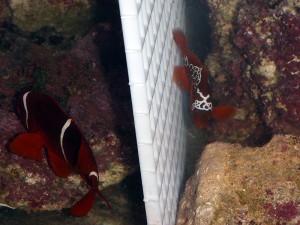 P3310461 Lightning Maroon Clownfish