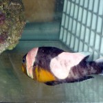 P4040530 Picture of ailing Amphiprion polymnus "PNG"