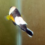P4040536 Picture of ailing Amphiprion polymnus "PNG"