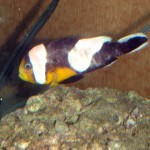 P4040540 Picture of ailing Amphiprion polymnus "PNG"