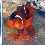 P4050543 PNG Maroon Clown with clear signs of Marine Ich