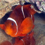 P4050545 PNG Maroon Clown with clear signs of Marine Ich
