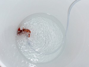 Stressed out Maroon Clown in a Freshwater Dip