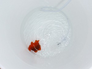 Stressed out Maroon Clownfish in FW Dip