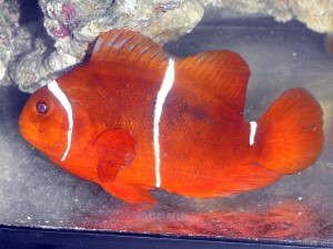 Left Flank of PNG Maroon Clownfish Female