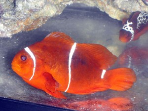 Fin Rot on a female Premnas biaculeatus