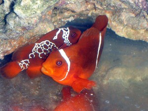 PNG Lighting Maroon male and PNG Maroon Clownfish Female interacting.