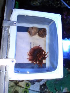 P4160007 Net Breeder containing 3 Bubble Tip Anemones