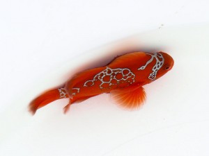 P4160010 PNG Lightning Maroon Clownfish, Premnas biaculeatus "PNG Lightning"