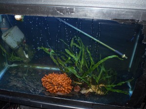 RBTA and Caulerpa