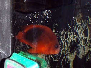 Amphiprion ephippium