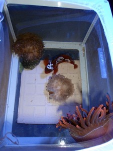 Lightning Maroon Clownfish in a breeder net