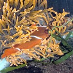 PNG Maroon Clownfish with cloudy eyes in Red Bubble Tip Anemone