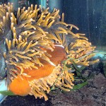 PNG Maroon Clownfish with cloudy eyes in Red Bubble Tip Anemone