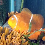 PNG Maroon Clownfish with cloudy eyes in Red Bubble Tip Anemone