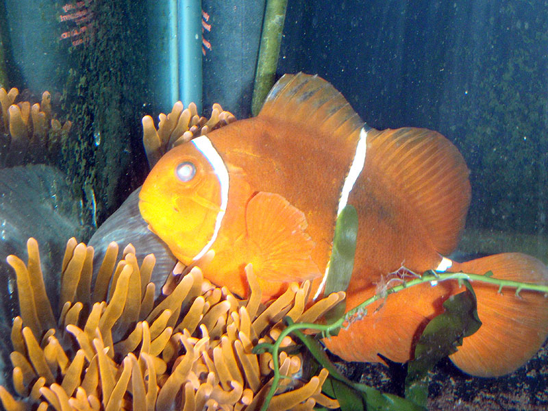 bubble tip anemone the