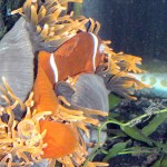 PNG Maroon Clownfish with cloudy eyes in Red Bubble Tip Anemone