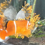 PNG Maroon Clownfish with cloudy eyes in Red Bubble Tip Anemone