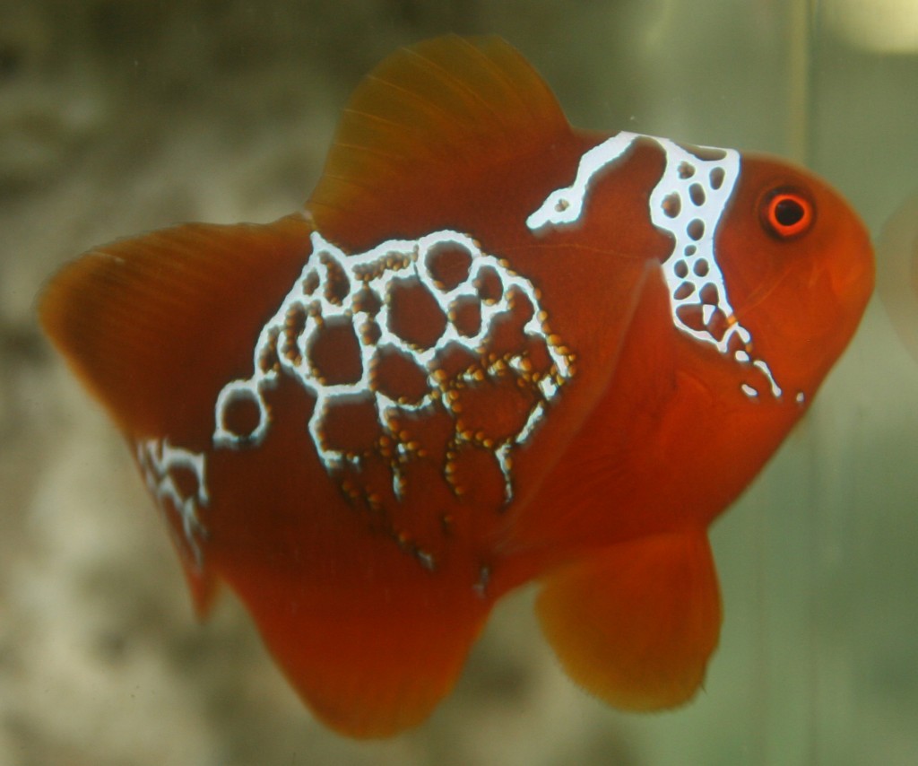 Lightning Maroon Clown, photo by Ret Talbot