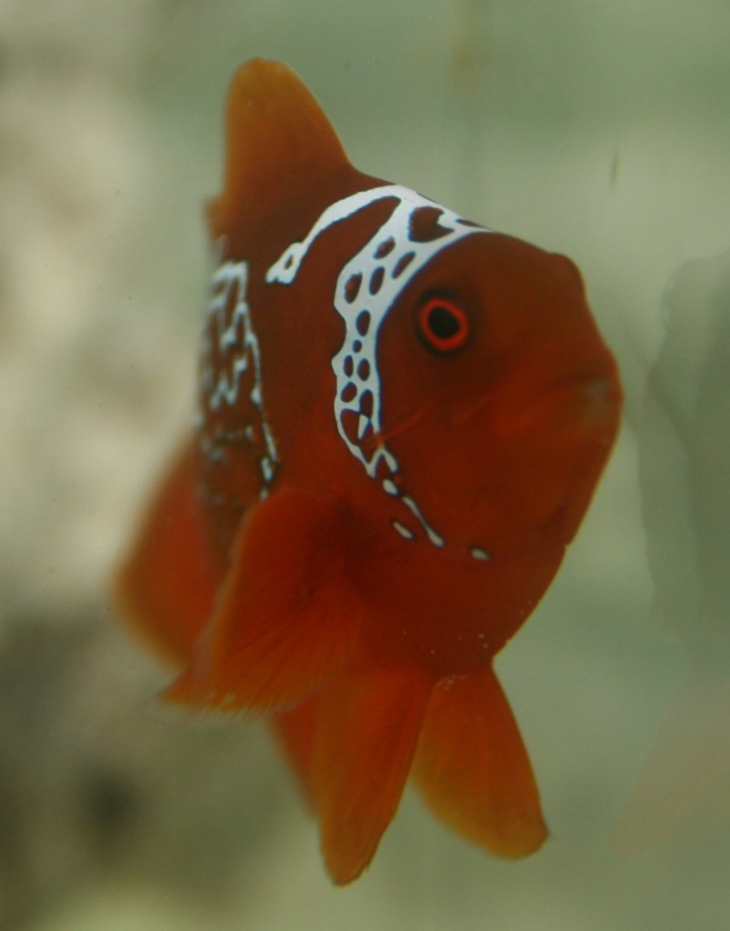 Lightning Maroon Clown, photo by Ret TalbotLightning Maroon Clown, photo by Ret Talbot