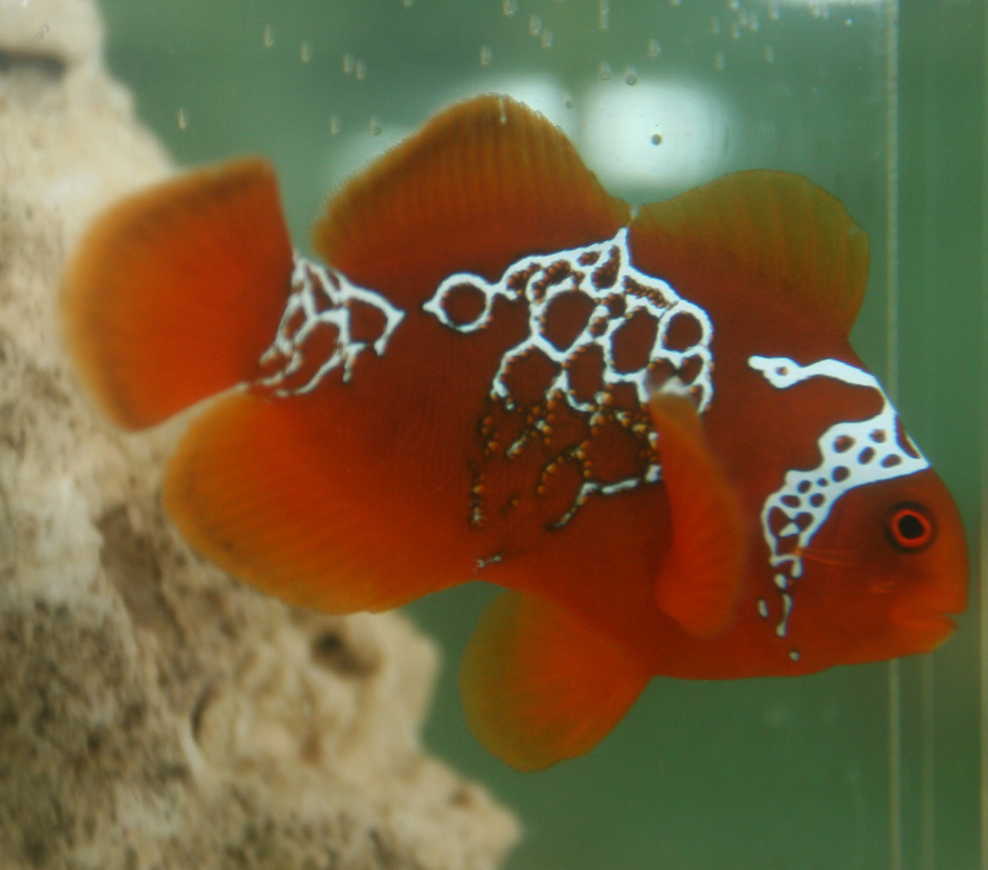 PNG Lightning Maroon Clownfish 9 - You have got to see this Clown Fish!!!