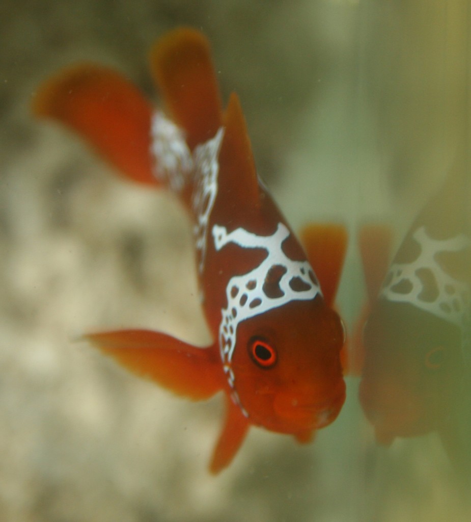 Lightning Maroon Clown, photo by Ret Talbot