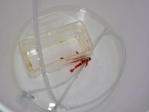Drip Acclimation