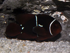 PNG Maroon Clownfish with extra markings