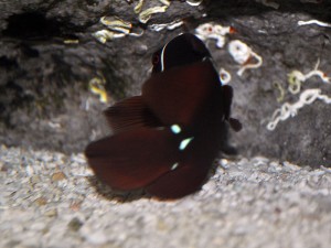 PNG Maroon Clownfish with extra markings
