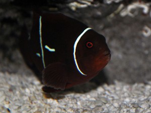PNG Maroon Clownfish with extra markings