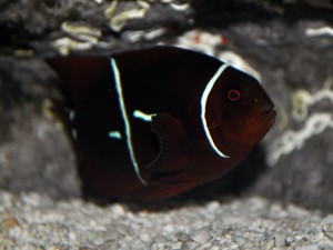 PNG Maroon Clownfish with extra markings