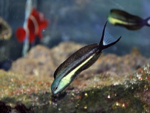 Bundoon Blenny