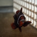 DSC_0297 DSC_0297