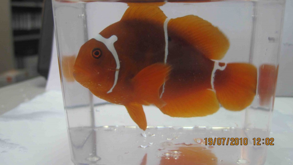 PNG SEASMART Horned Maroon Clownfish