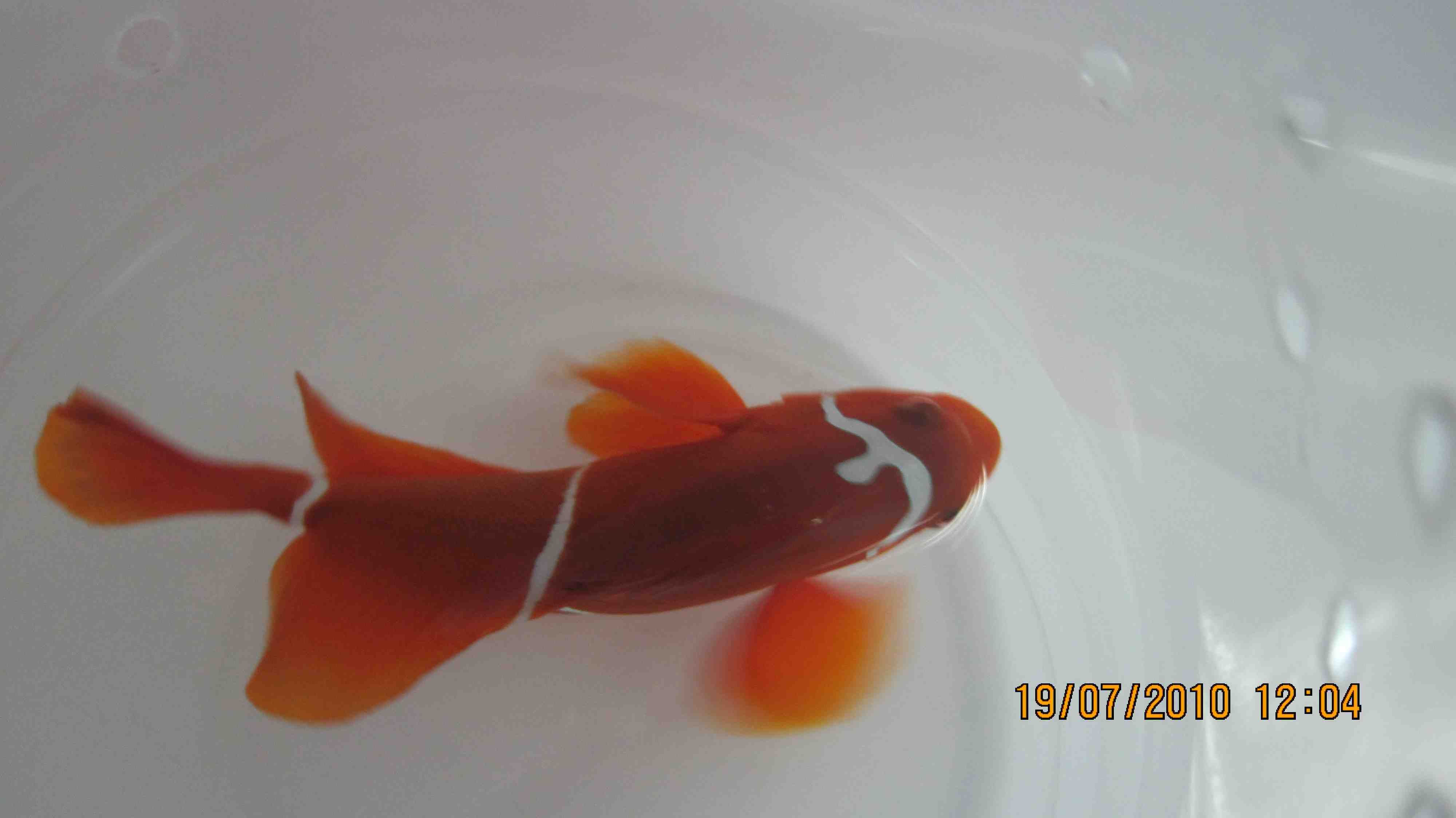 morse code maroon clownfish
