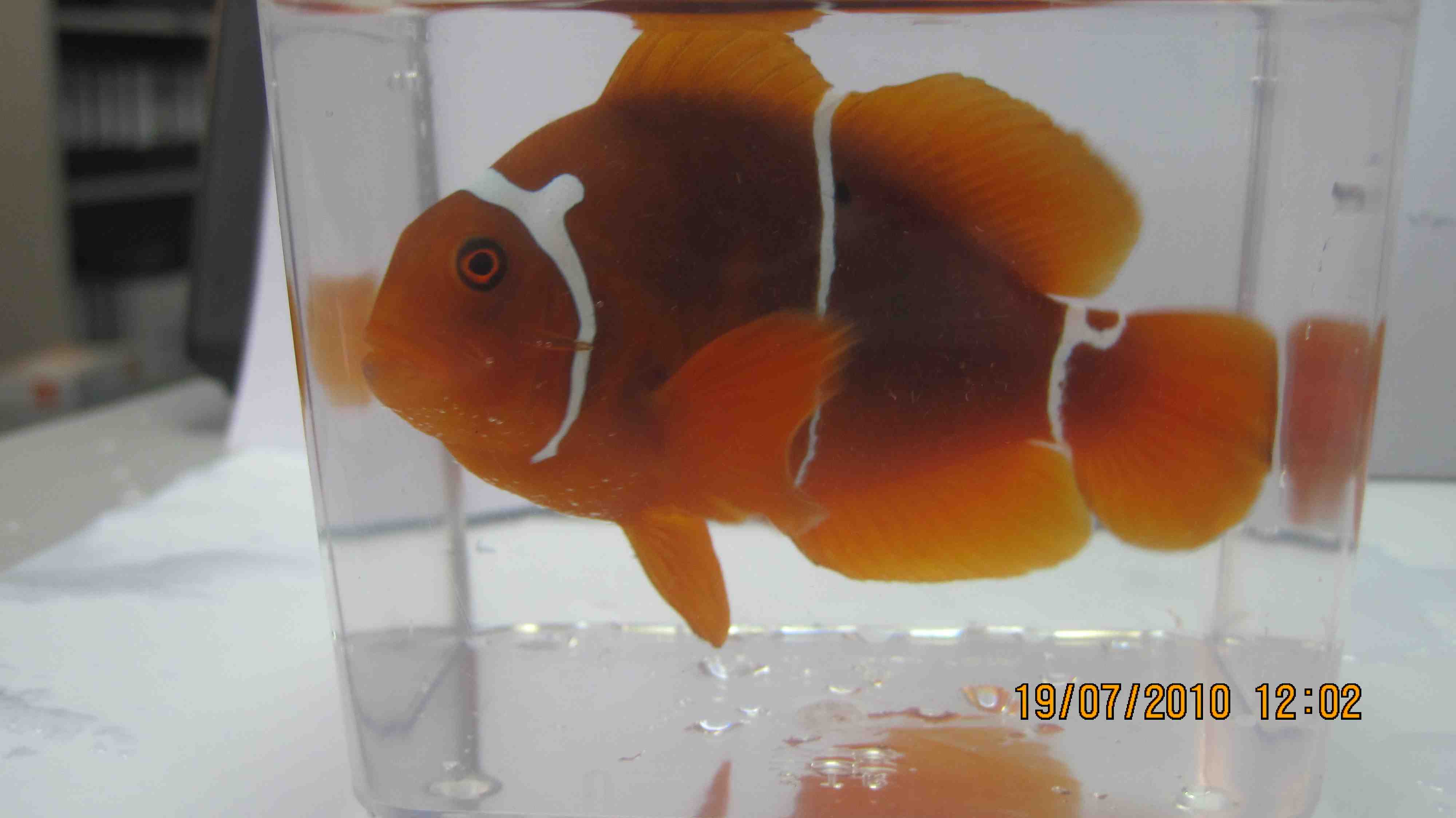 morse code maroon clownfish
