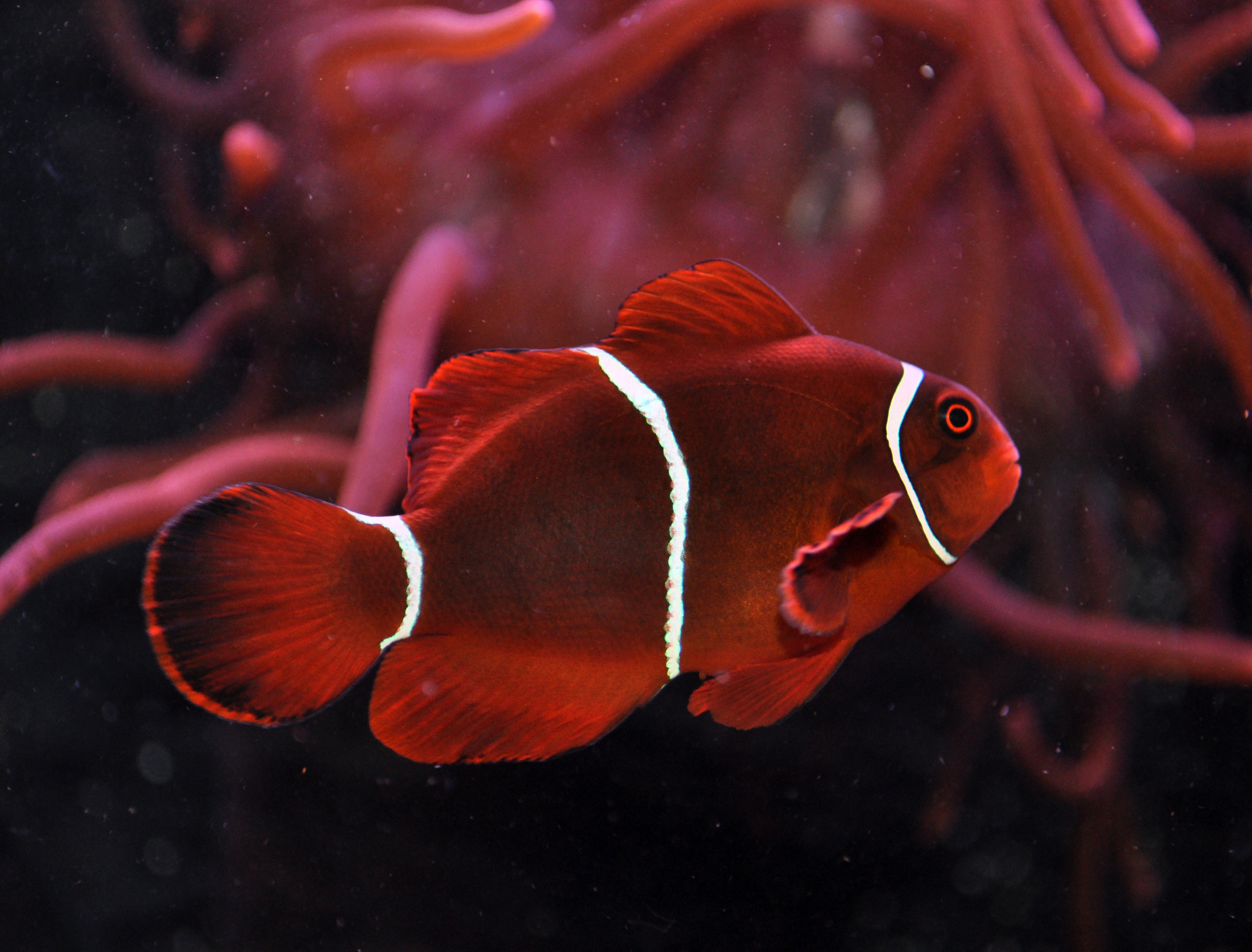 maroon clownfish the lightning