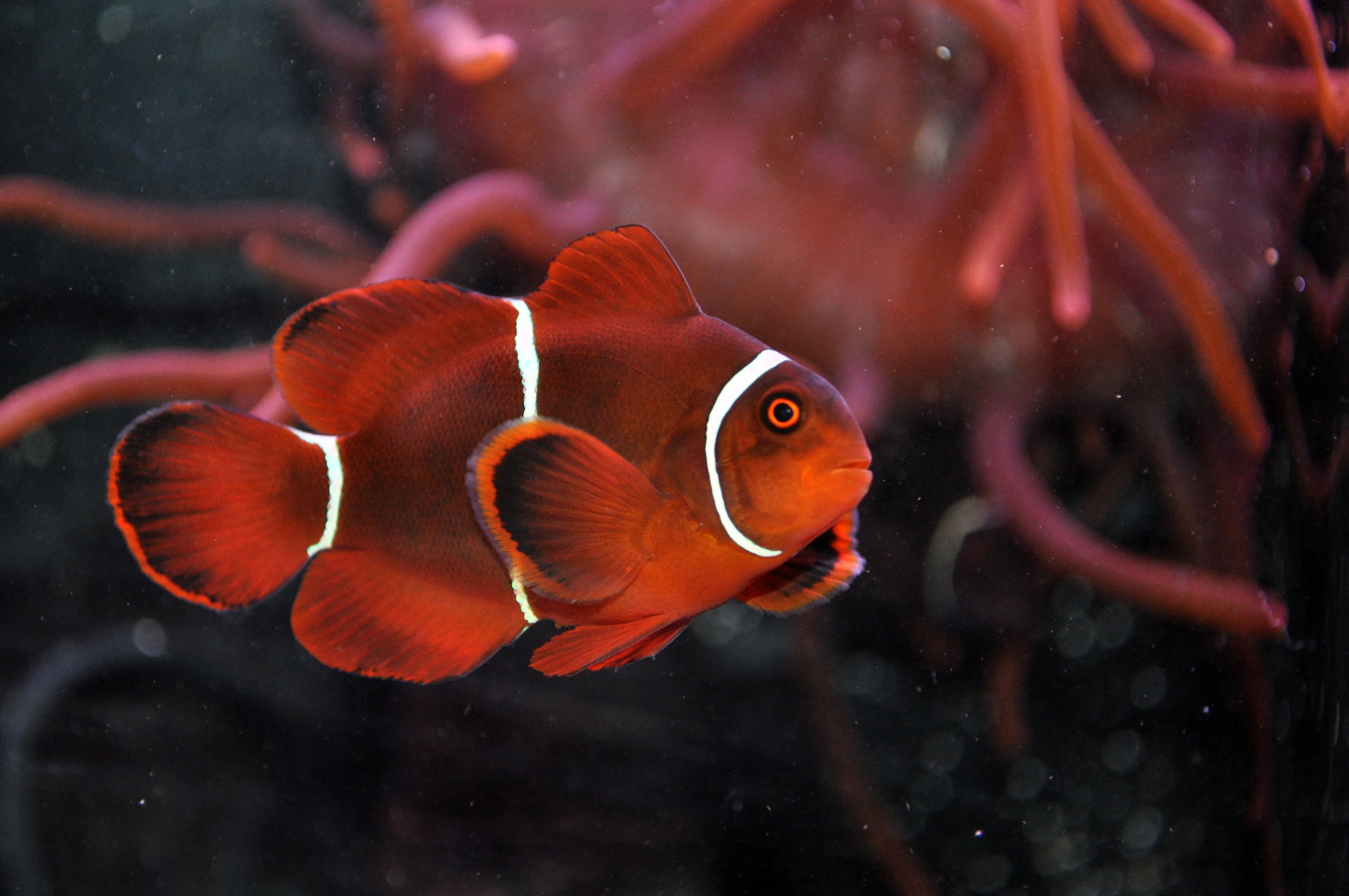 maroon clownfish the lightning