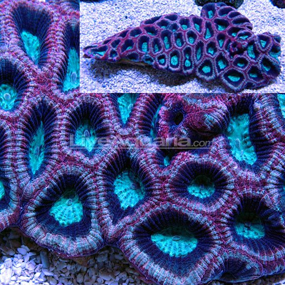 168930_501798759705_32999209705_5799769_1999457_n Goniastrea palauensis, Aussie Prism Closed Brian Coral - copyright 2011 LiveAquaria.com