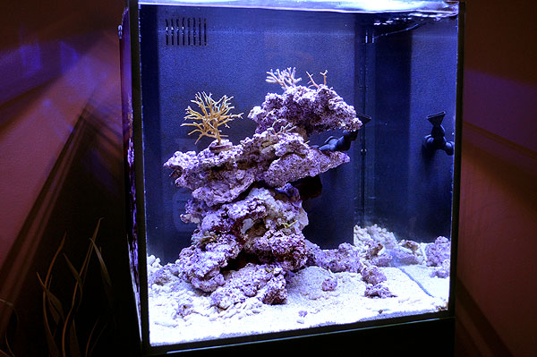 DSC_0118 - Ecoxotic Reef Progress - 2-12-2011 Ecoxotic Reef Progress - 2-12-2011